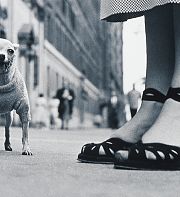 L’avènement du chien postmoderne