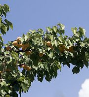 Ce que la guerre fait à la langue : entretien avec Luba Yakymtchouk