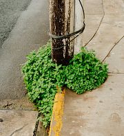 L’urbanité face aux crises contemporaines