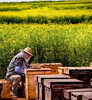 Les abeilles : travailleuses précaires de l’agriculture productiviste 