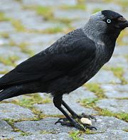 Of Crows and Men: How Species can Coexist