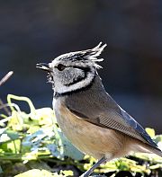 Réveiller l’animal qui sommeille en chaque homme ?