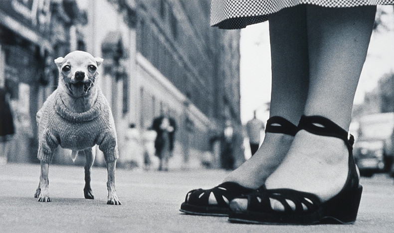 L’avènement du chien postmoderne
