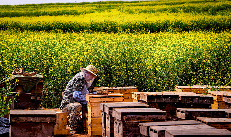 Les abeilles : travailleuses précaires de l’agriculture productiviste 