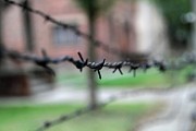Penser apr�s Auschwitz : la litt�rature au secours de la psychanalyse