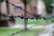 Penser aprs Auschwitz : la littrature au secours de la psychanalyse