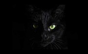 Un homme et son chat (parlant) mnent l'enqute