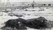 Wounded Knee : dportation et massacre aux Etats-Unis