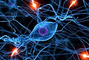 Enqute anthropologique sur les neurosciences cognitives