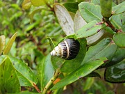 Les mondes perdus des escargots hawaens 