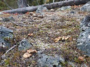 La persvrance du champignon