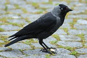 Of Crows and Men: How Species can Coexist